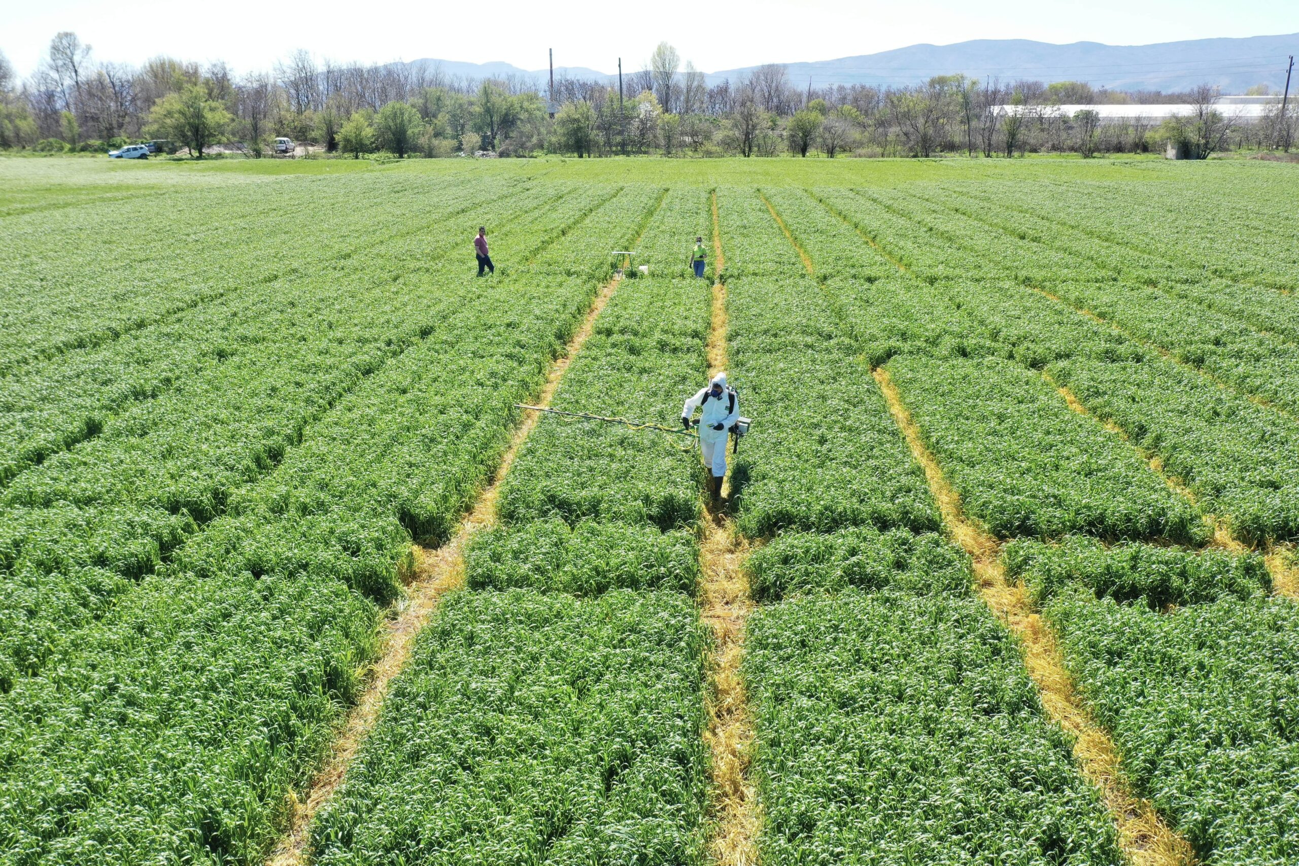 field trials crop science