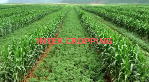 Cop protection without chemicals by inter cropping
