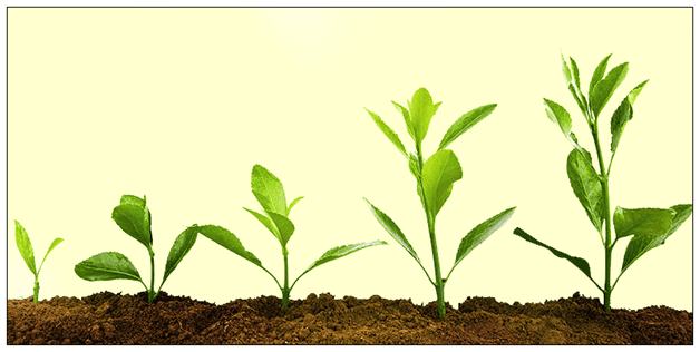 Increased growth of the plant with plant growth regulators