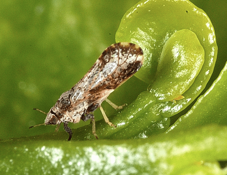 plant growth promoters