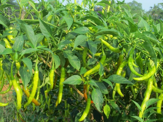 Increased chilli crop yield using agriculture products of Agriculture Companies in Hyderabad