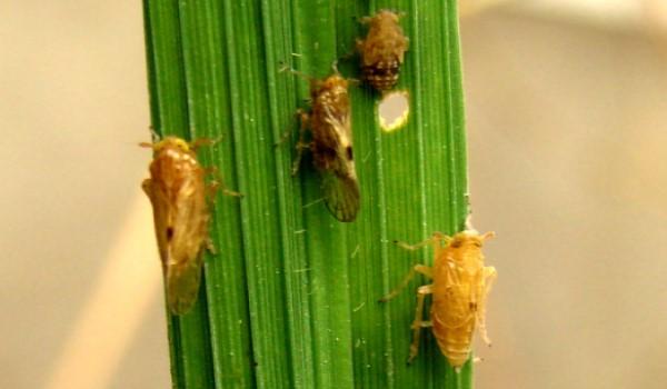 Crop protection solutions for BPH attack